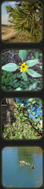 Photo by Greening Ways